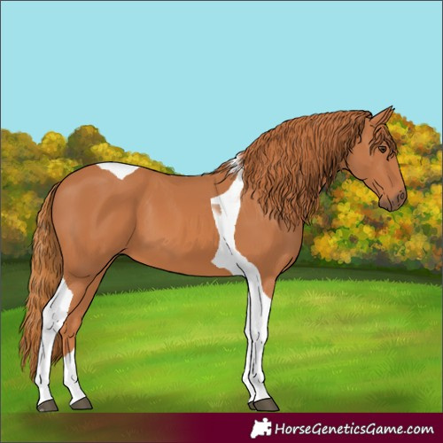 Horse Color:Chestnut Tobiano