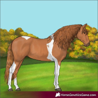 Horse Color:Chestnut Tobiano