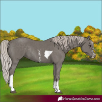 Horse Color:Silver Black Sabino Tobiano Rabicano 