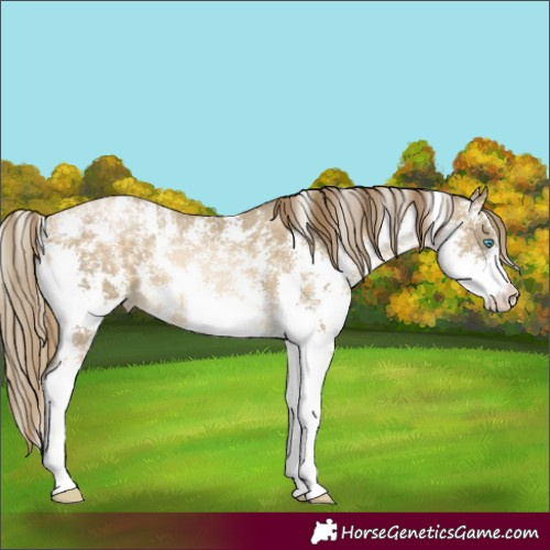 Horse Color:Buckskin Pearl Sabino 