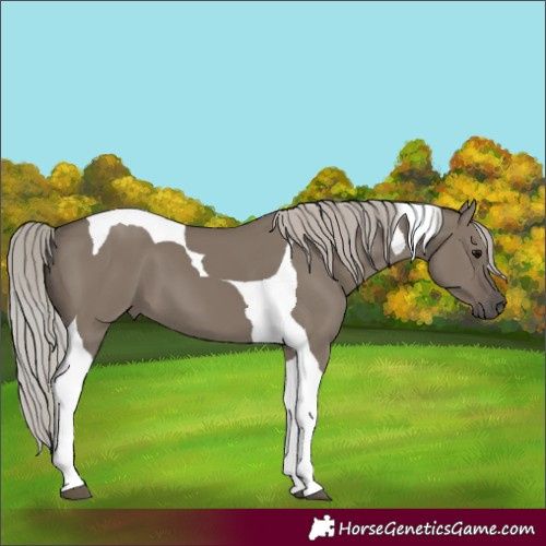 Horse Color:Silver Grullo Tobiano 