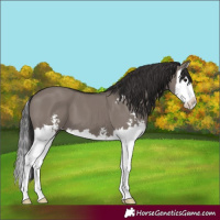 Horse Color:Smoky Grullo Sabino Splash 