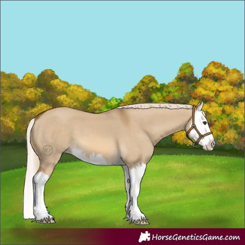 Horse Color:Chocolate Palomino Dun Splash 