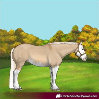 Horse Color:Chocolate Palomino Dun Splash 