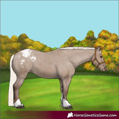 Horse Color:Silver Grullo Tobiano Appaloosa 
