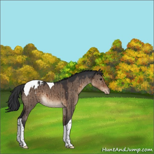 Horse Color:Brown Dun Sabino Tobiano Appaloosa Brindle 