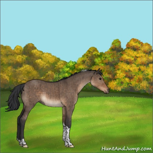 Horse Color:Brown Dun Sabino Tobiano Brindle 