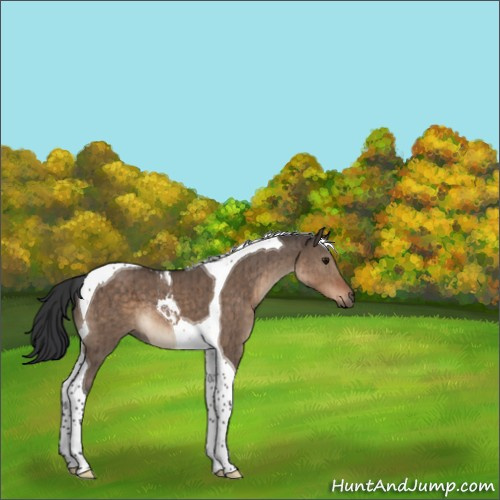 Horse Color:Brown Dun Sabino Tobiano Brindle 