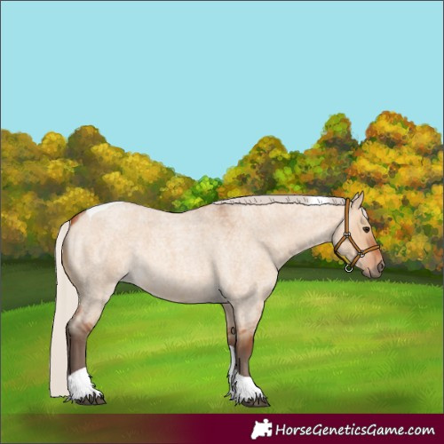 Horse Color:Unknown 