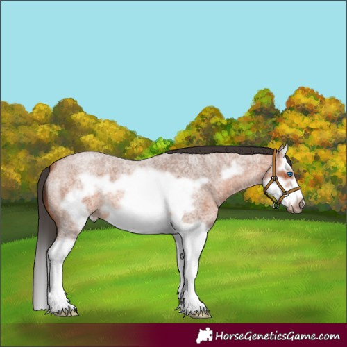 Horse Color:Bay Roan Splash Frame 