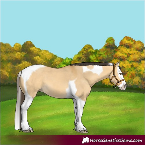 Horse Color:Unknown 