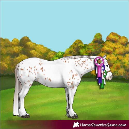 Horse Color:Bay Splash Tobiano Appaloosa 