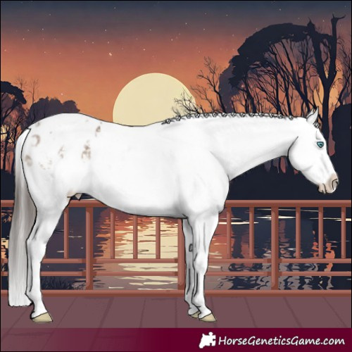 Horse Color:Brown Dun Mushroom Splash Tobiano Appaloosa 