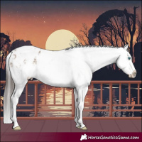 Horse Color:Brown Dun Mushroom Splash Tobiano Appaloosa