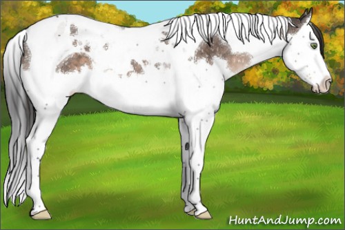 Horse Color:Brown Dun Mushroom Splash Tobiano Appaloosa 