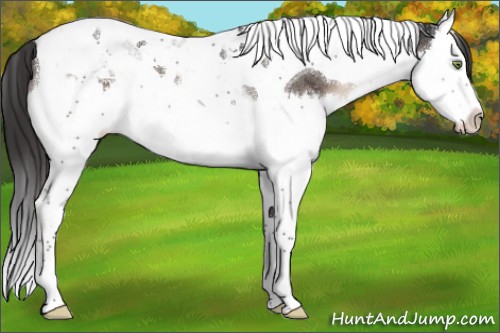 Horse Color:Brown Dun Mushroom Splash Tobiano Appaloosa 
