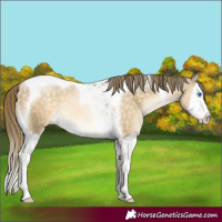 Horse Color:Buckskin Pearl Mushroom Splash Tobiano 