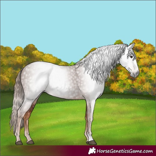 Horse Color:Gray Chestnut 
