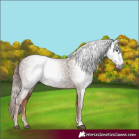 Horse Color:Gray Chestnut 