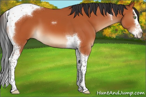Horse Color:Bay Splash Tobiano 