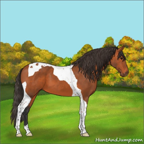 Horse Color:Bay Tobiano 