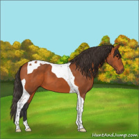 Horse Color:Bay Tobiano 