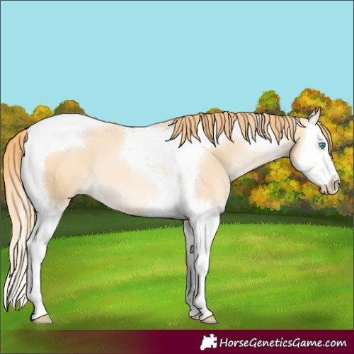 Horse Color:Buckskin Pearl Splash Tobiano 