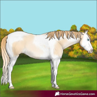 Horse Color:Buckskin Pearl Splash Tobiano
