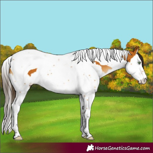 Horse Color:Buckskin Splash Tobiano 