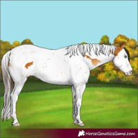 Horse Color:Buckskin Splash Tobiano 