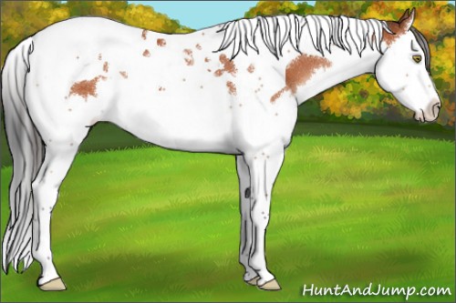 Horse Color:Bay Splash Tobiano Appaloosa 