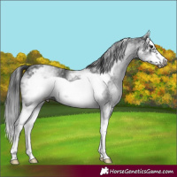 Horse Color:White Spotted Black Splash Frame 
