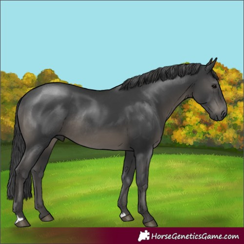 Horse Color:Black Rabicano 