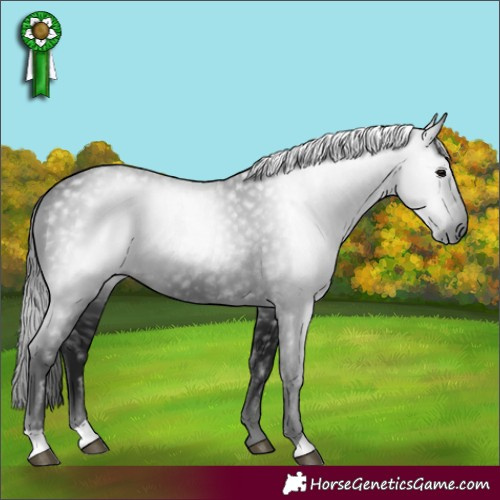 Horse Color:Gray Black 