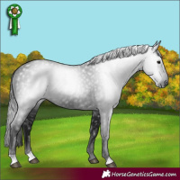 Horse Color:Gray Black 