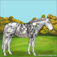 Horse Color:Gray Silver Black Sabino Appaloosa Rabicano 