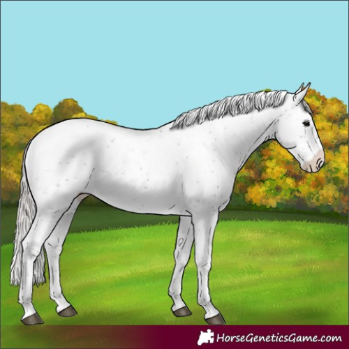 Horse Color:Silver Black Sabino Varnish Rabicano