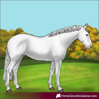 Horse Color:Silver Black Sabino Appaloosa Rabicano 