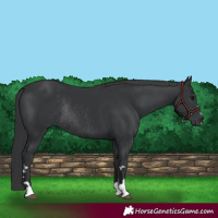 Horse Color:Black Rabicano 