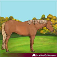 Horse Color:Chestnut 