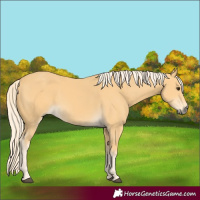 Horse Color:Palomino 