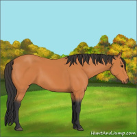 Horse Color:Bay 