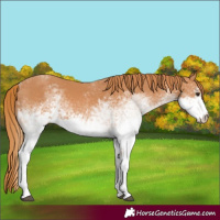 Horse Color:White Spotted Chestnut 