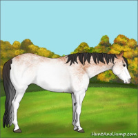 Horse Color:White Spotted Bay 