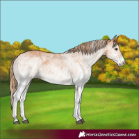 Horse Color:White Spotted Chestnut 