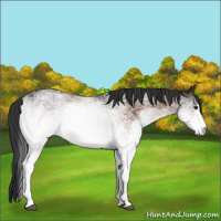Horse Color:White Spotted Brown 