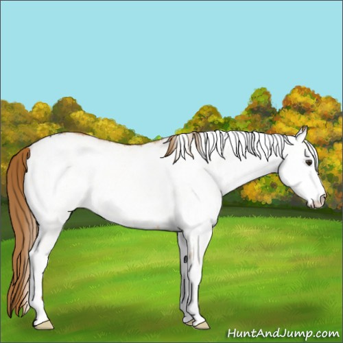 Horse Color:White Spotted Red Dun 