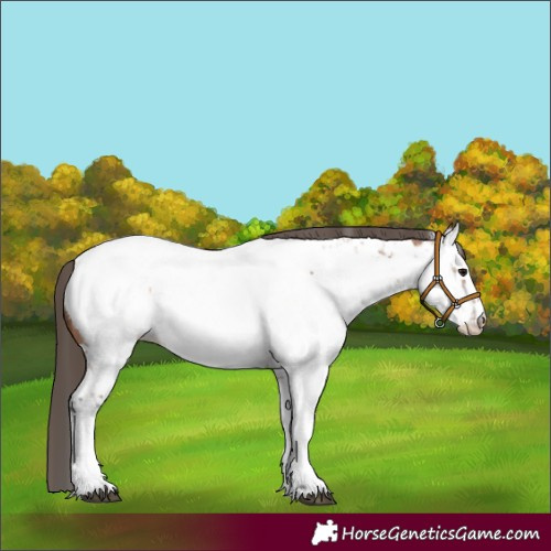 Horse Color:Bay Sabino Appaloosa 