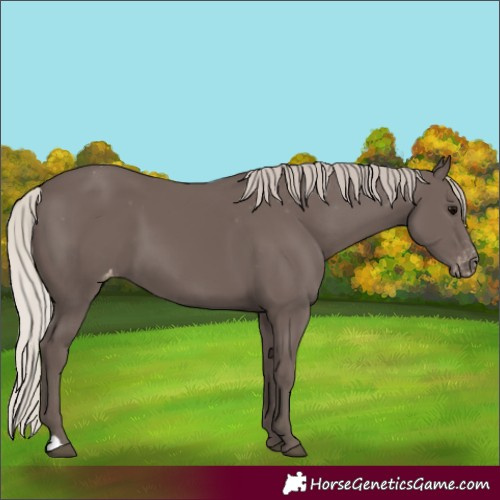 Horse Color:Silver Black Appaloosa 