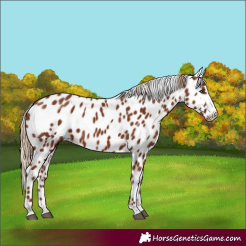 Horse Color:Chestnut Appaloosa